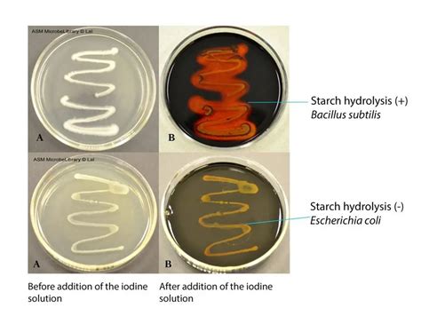 starch hydrolysis test e coli|Starch Agar Protocol .